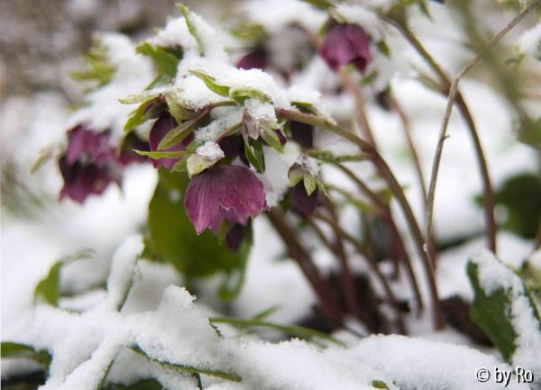 Helleborus , welche?