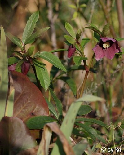 2 rote Helleborus, welche?