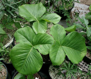 Arisaema fargesii - Blätter