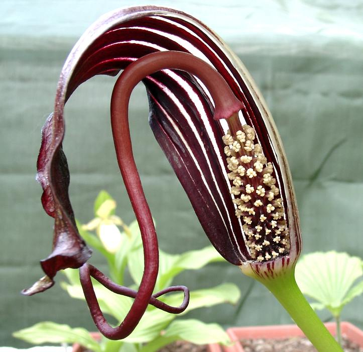 Arisaema elephas (männl. Blüte)