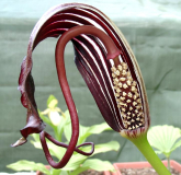 Arisaema elephas (männl. Blüte)