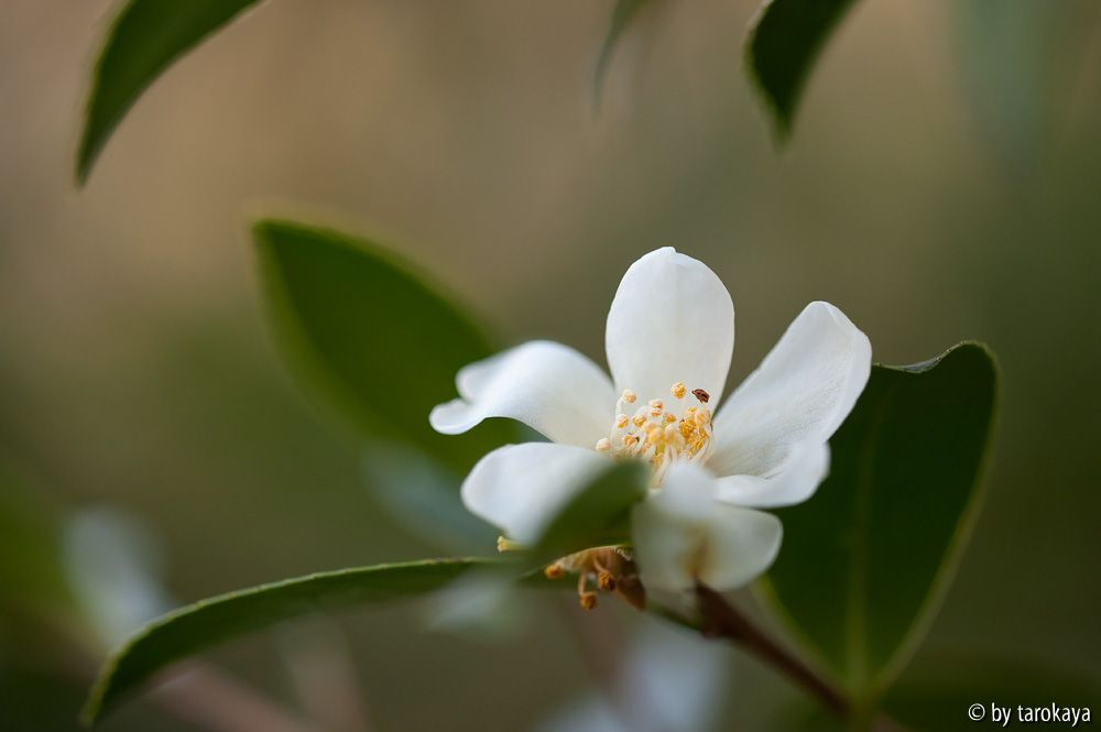 C. tenuiflora