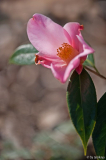 tulip time 2/11