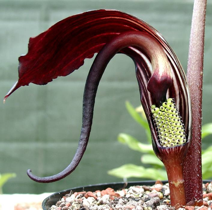 Arisaema elephas (weibl. Blüte)