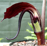Arisaema elephas (weibl. Blüte)