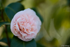 debutante 2/11