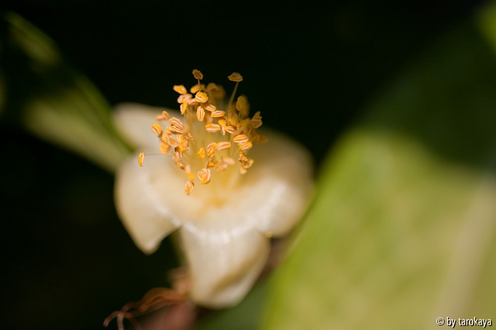 C.chrysanthoides