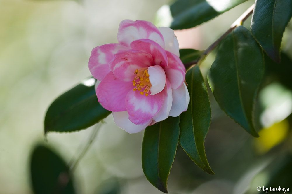shibori egao 2/11