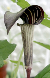 Arisaema triphyllum (dunkler Typ)