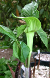 Arisaema triphyllum (grüner Typ)