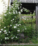 P1010127-1.JPG