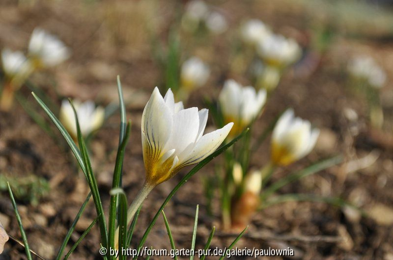 krokusblüten 1.......