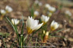 krokusblüten 1.......