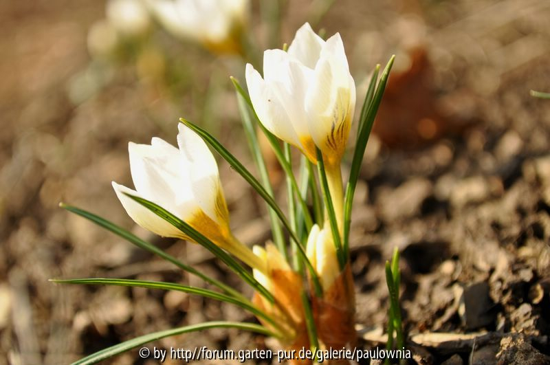 krokusblüten 2.......