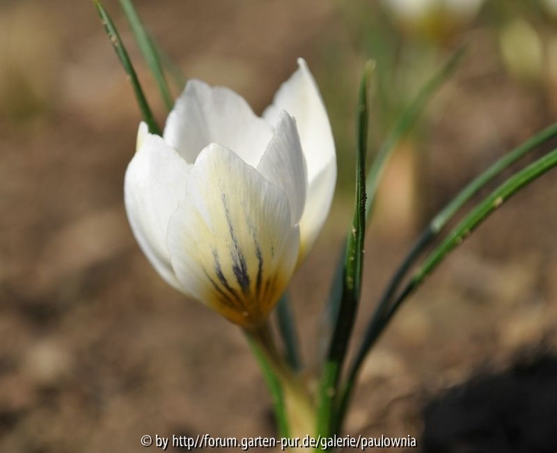 krokusblüten 3.......