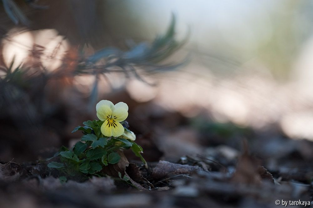 Wildes Stiefmütterchen (Viola tricolor)