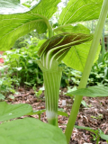 Arisaema amurense (brauner Spathadeckel)
