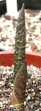 Arisaema tortuosum (Austrieb)