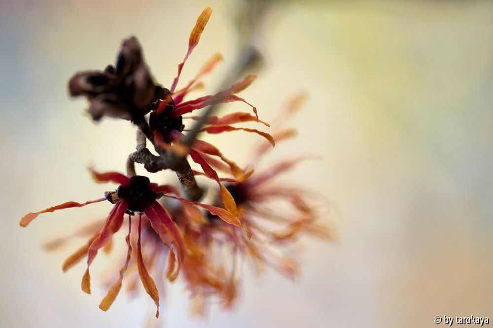 hamamelis2