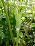 Arisaema amurense (grüner Spathadeckel)