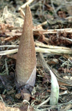 Arisaema amurense (Austrieb)