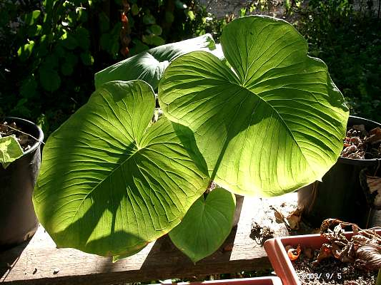 Arisaema fargesii - juvenile Blätter