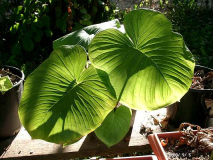 Arisaema fargesii - juvenile Blätter