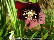 Helleborus x hybridus, eigener dunkler S