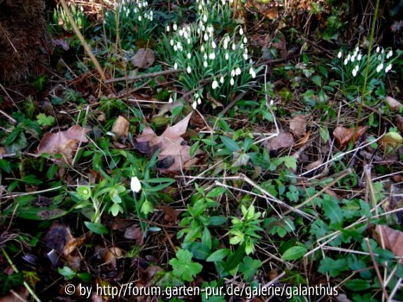 Helleborus dumetorum und Galanthus nivalis