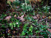 Helleborus dumetorum und Galanthus nivalis