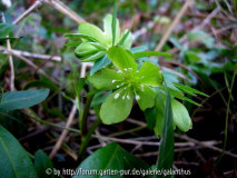 Helleborus dumetorum
