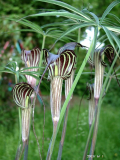 Arisaema ciliatum var. liubaense