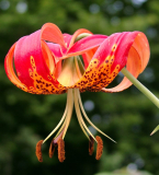 Lilium pardalinum