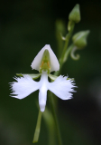 Pecteilis radiata (syn. Habenaria radiata)