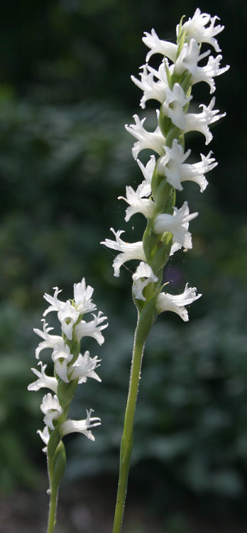 Spiranthes cernua