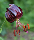 Lilium martagon var. cattaniae