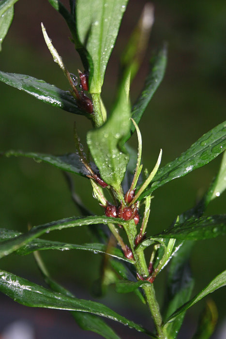 Lilium species