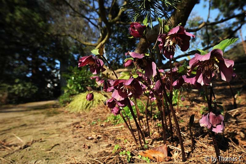 Helleborus-Trupp