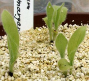 Cypripedium reginae x margaritaceum (2)