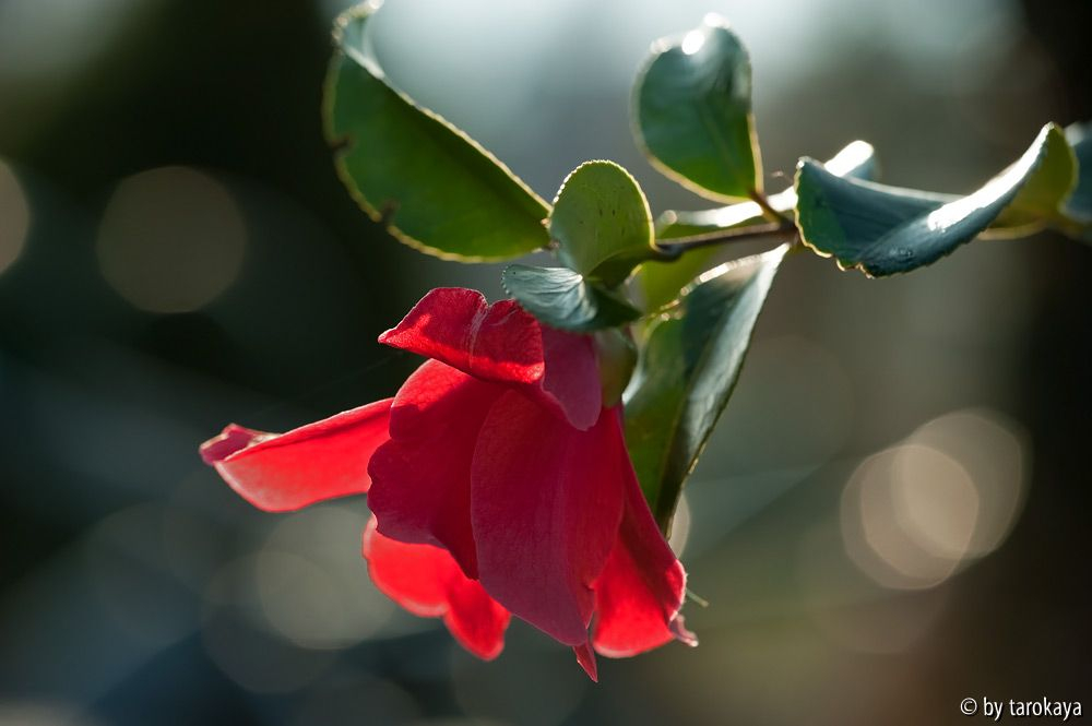 tulpenförmig rot 3/11