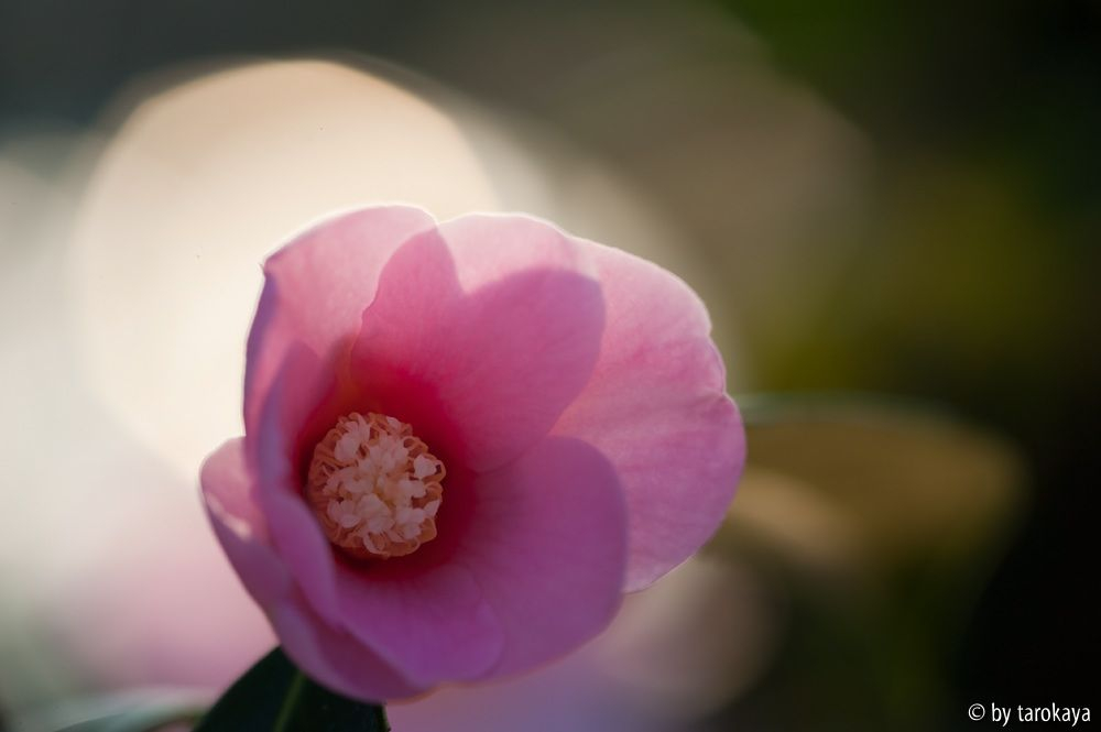 C.saluenensis 3/11