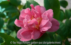 Fragrant Pink 2011 1.jpg