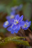die ersten hepatica