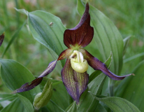 Cypripedium calceolus(Schuhanomalie)