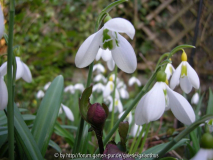 Galanthus plicatus Sämling