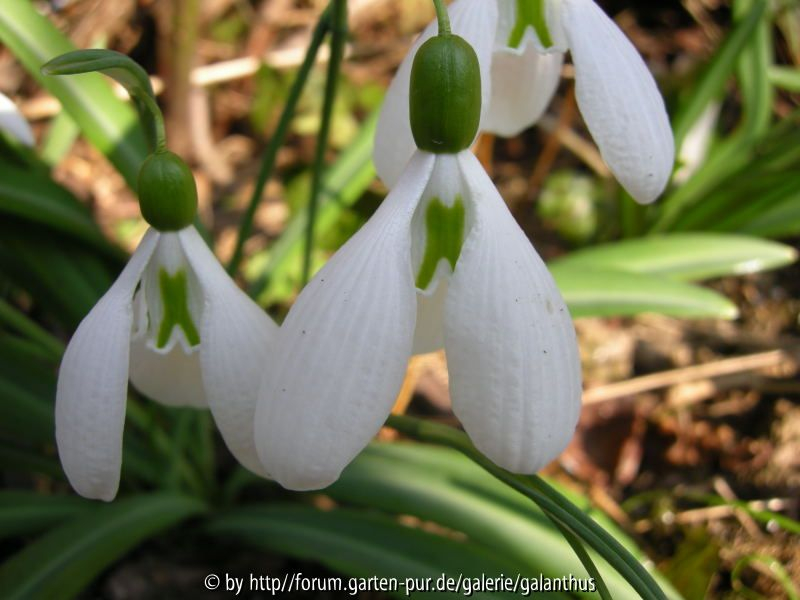 Galanthus plicatus Sämling X