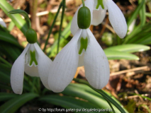 Galanthus plicatus Sämling X