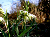 Galanthus nivalis 'Octopussy'