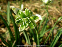 Galanthus nivalis 'Blewbury Tart'
