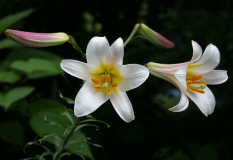 Lilium brownii